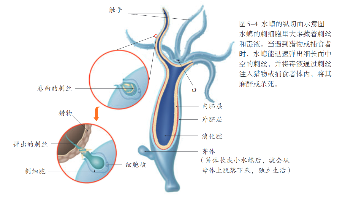 水螅的纵切面示意图